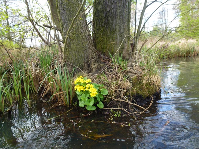 Anpaddeln-Spreewald-2012_21