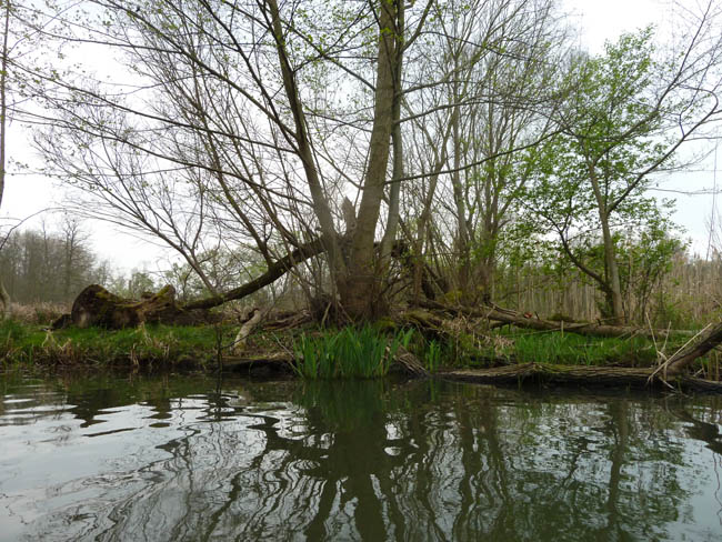 Anpaddeln im Spreewald - 2014_(20)