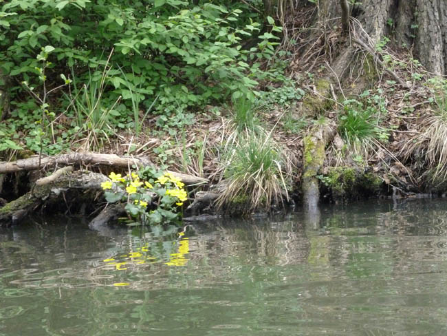 Anpaddeln im Spreewald - 2014_(37)