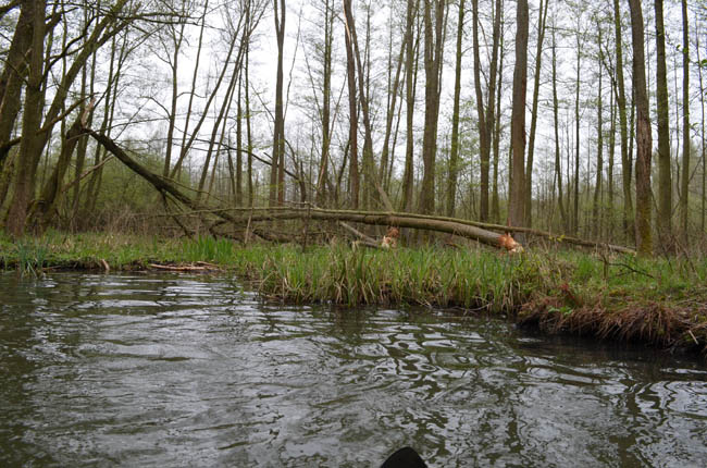 Anpaddeln im Spreewald - 2014_(48)